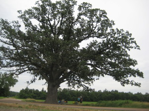 OakTree